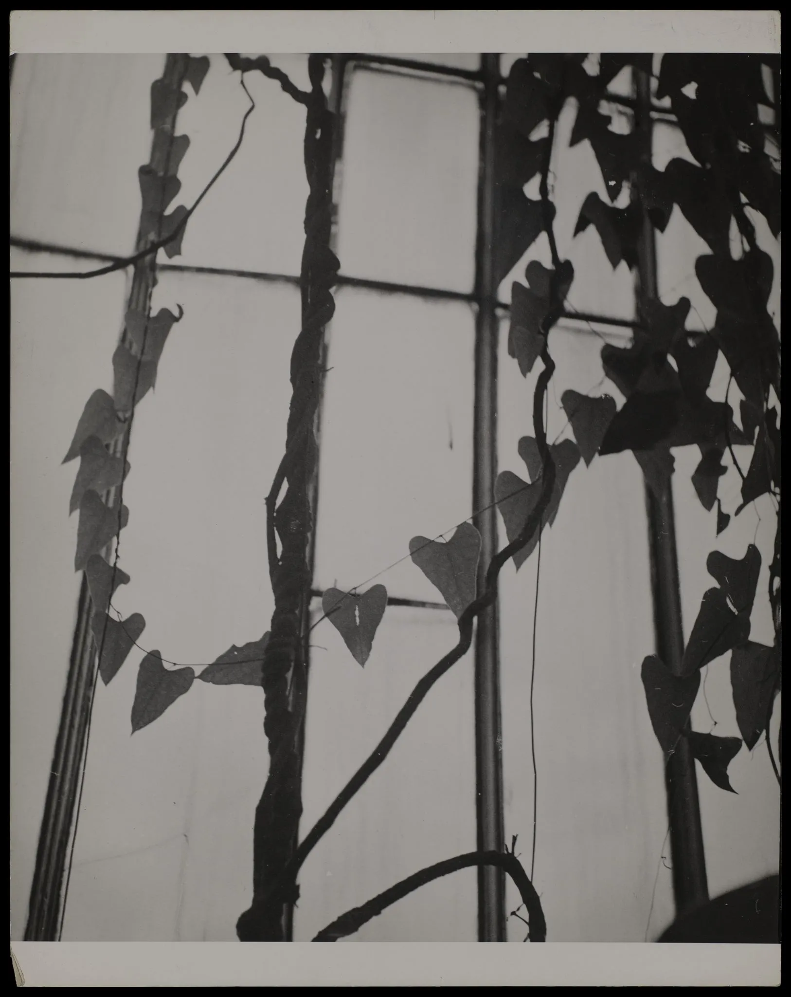 Dora Maar, Leaf Abstraction, 1930s