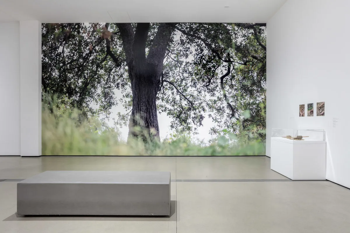 Installation view of Joseph Beuys: In Defense of Nature at The Broad, Los Angeles