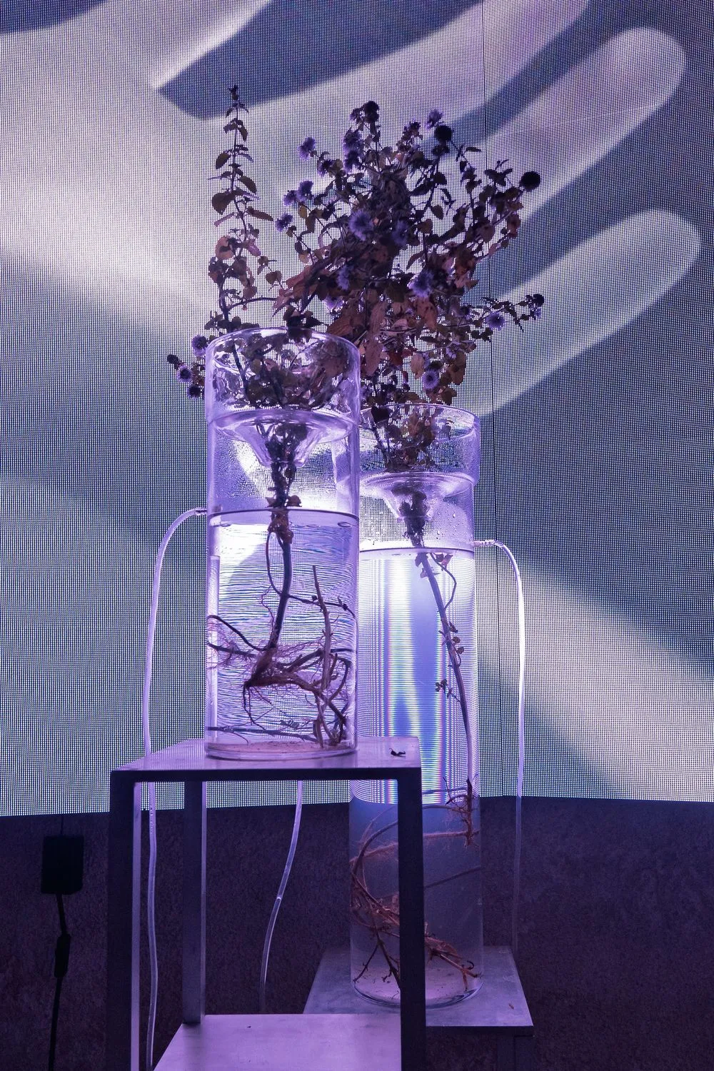 Jesper Just, Seminarium, 2021