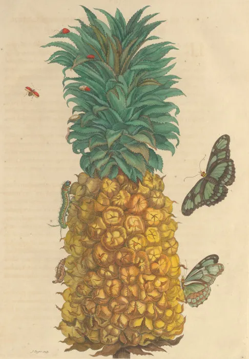 Maria Sibylla Merian, Metamorphosis Insectorum Surinamensium, 1705, Surinam, courtesy of the museum