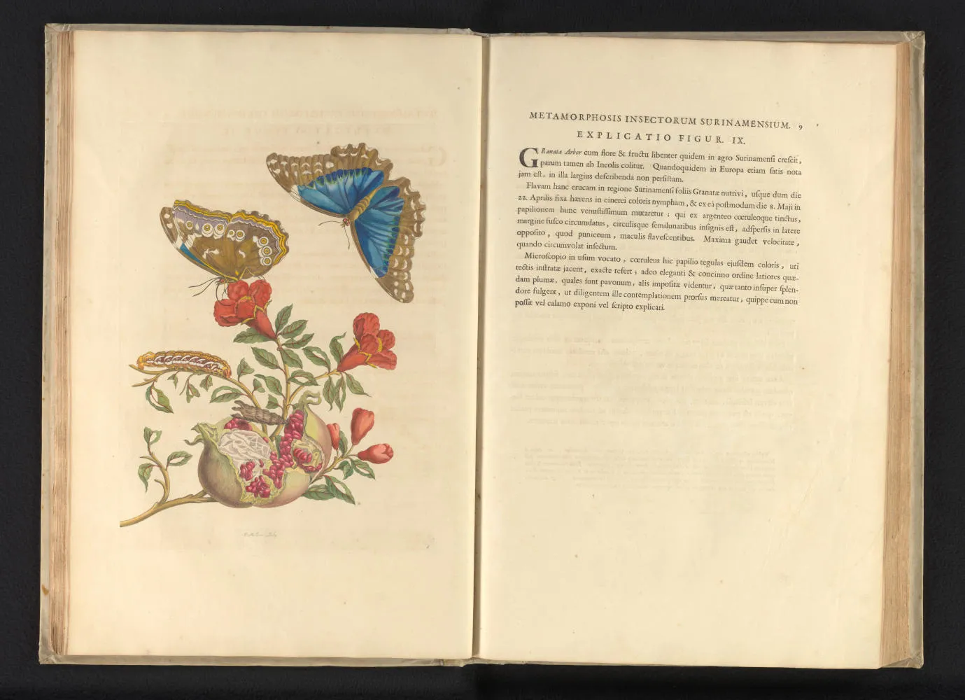 Maria Sibylla Merian, Metamorphosis Insectorum Surinamensium, 1705