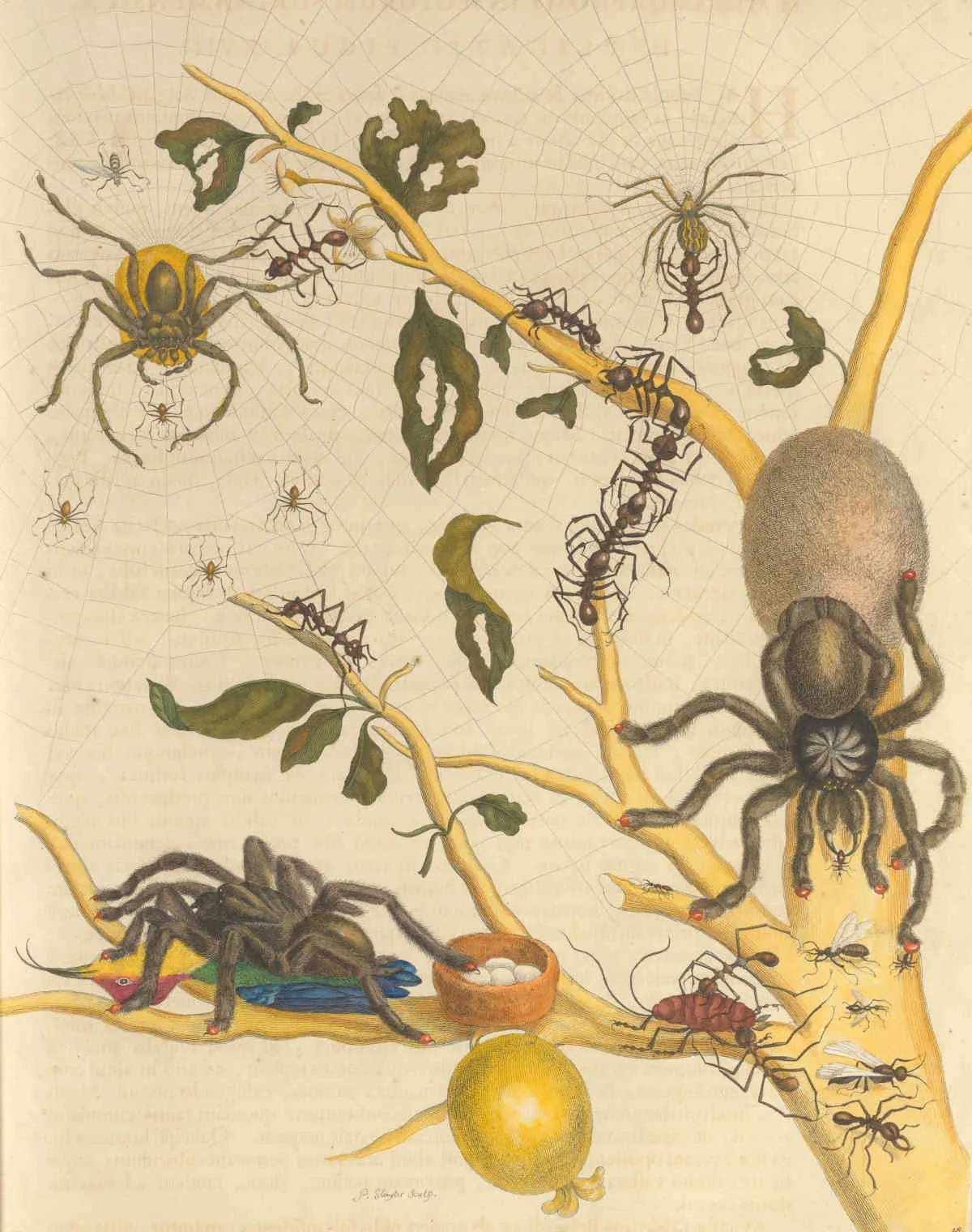 maria-sibylla-merian-metamorphosis-insectorum-surinamensium