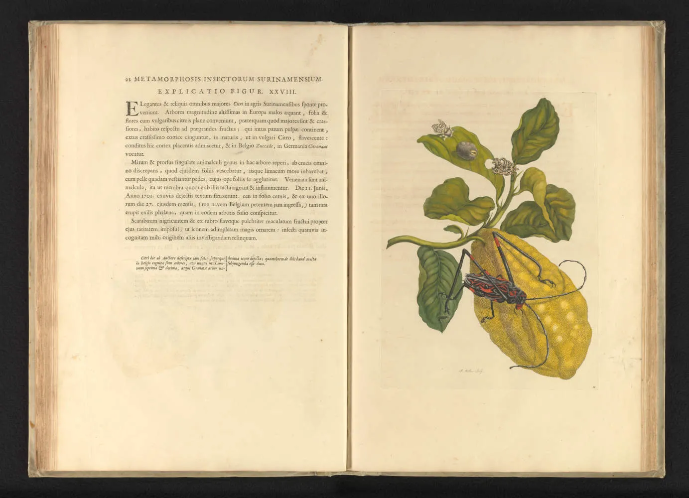 Maria Sibylla Merian, Metamorphosis Insectorum Surinamensium, 1705