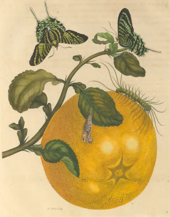Maria Sibylla Merian, Metamorphosis Insectorum Surinamensium, 1705