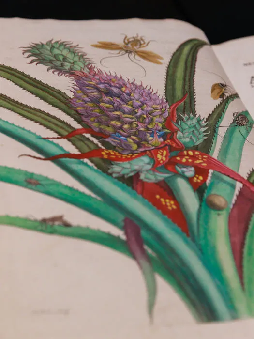Maria Sibylla Merian, Metamorphosis Insectorum Surinamensium, 1705