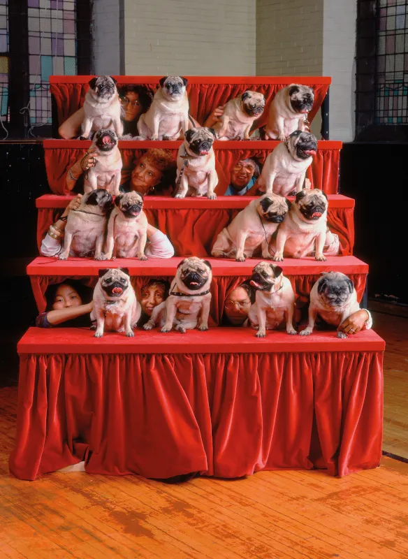 Neal Slavin, Pugs, New York, New York, 1991