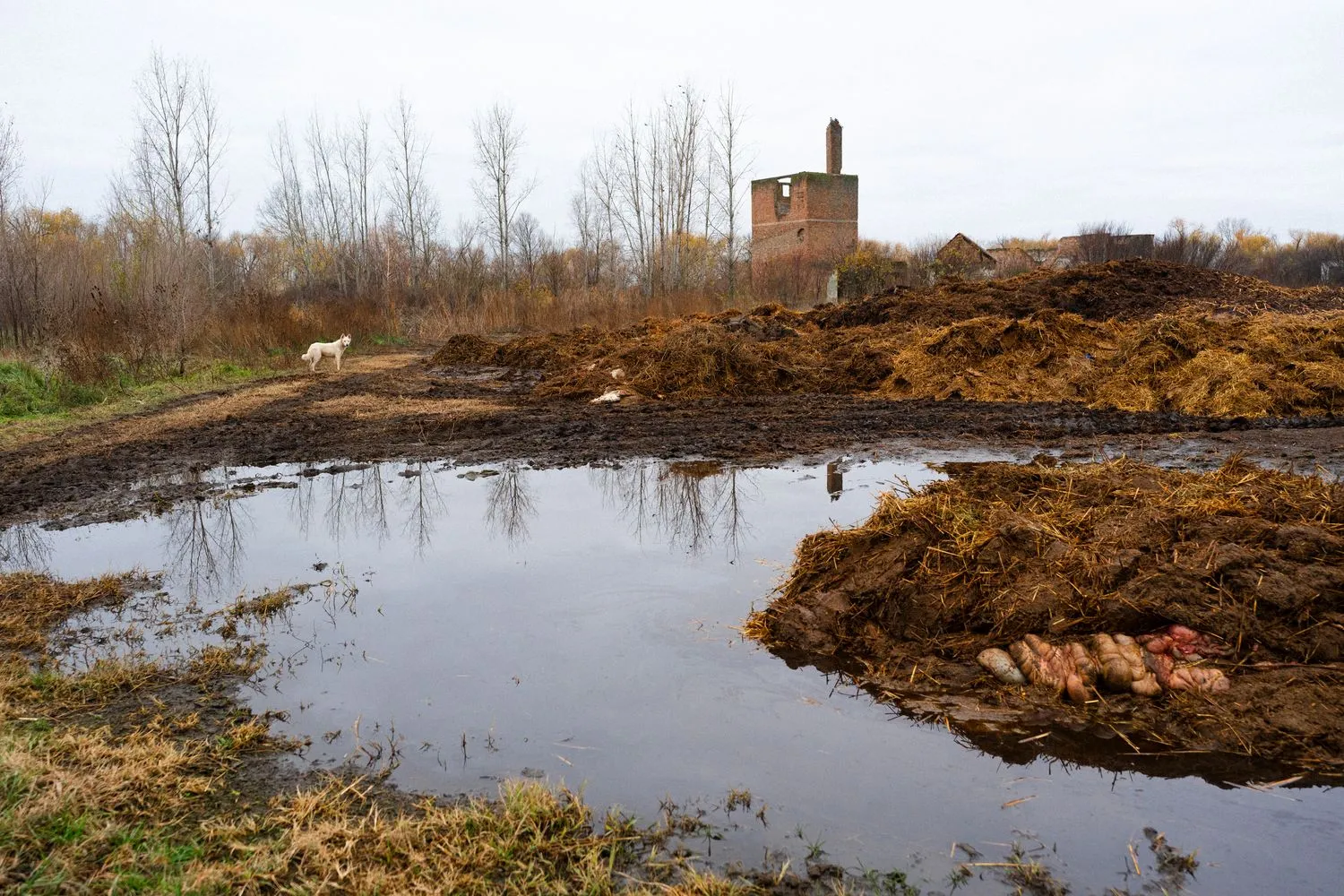 Nemanja Podraščić, Untitled