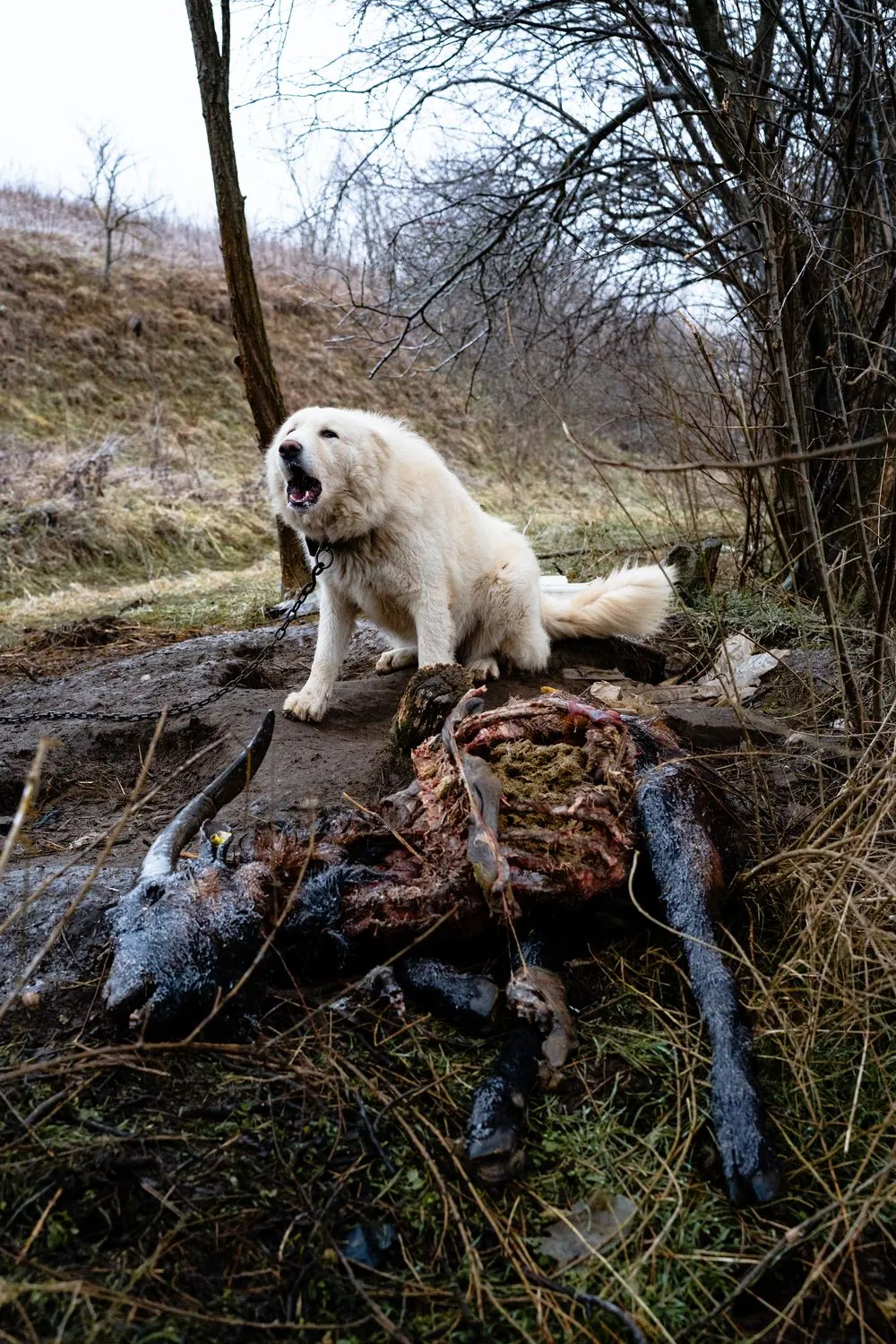 Nemanja Podraščić, Untitled