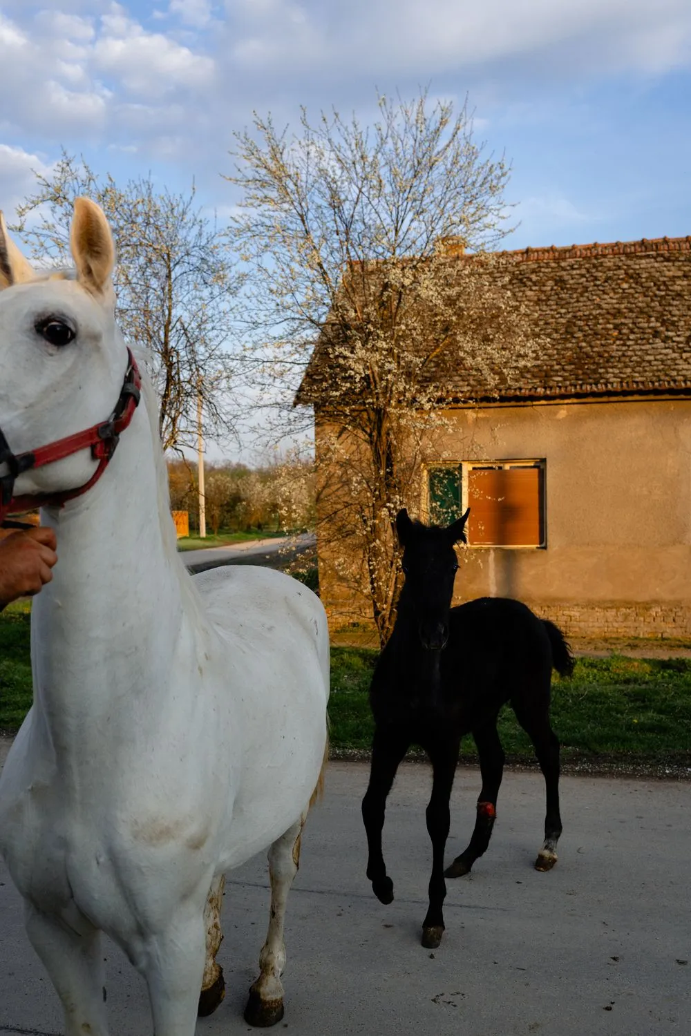 Nemanja Podraščić, Untitled