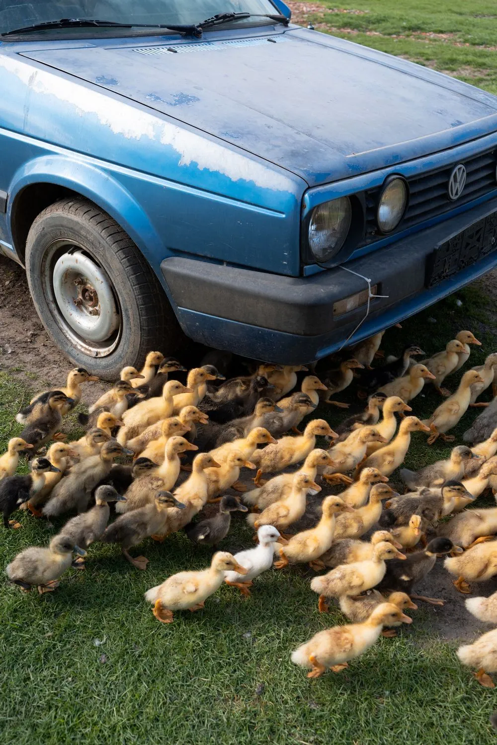 Nemanja Podraščić, Untitled