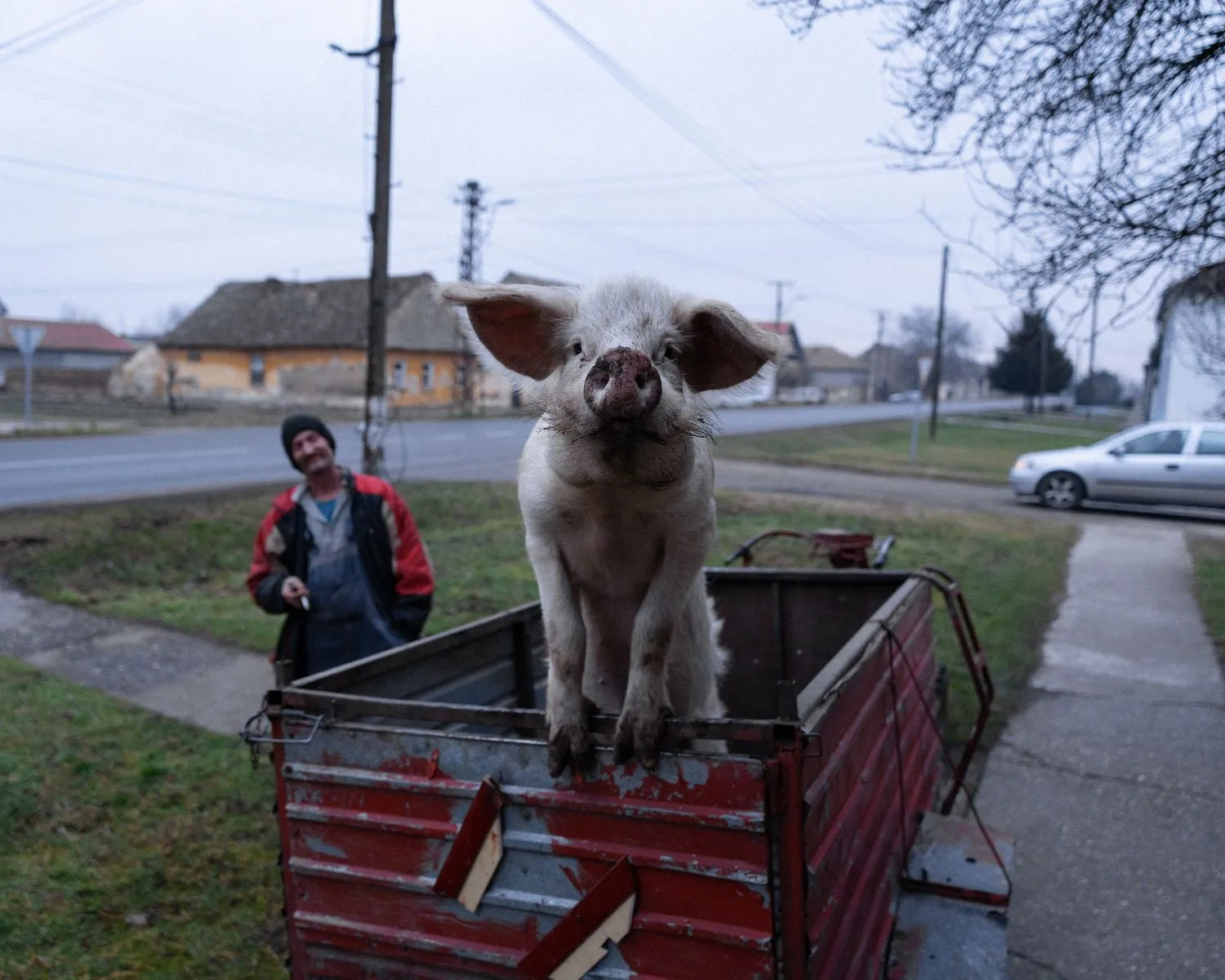 Nemanja Podraščić, Untitled