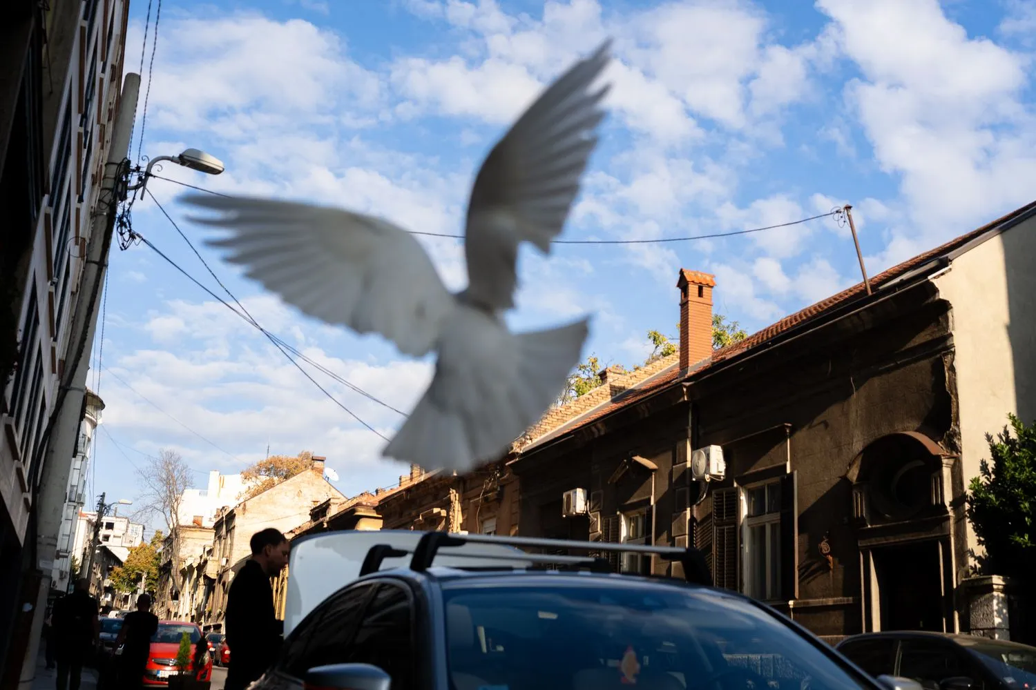 Nemanja Podraščić, Untitled