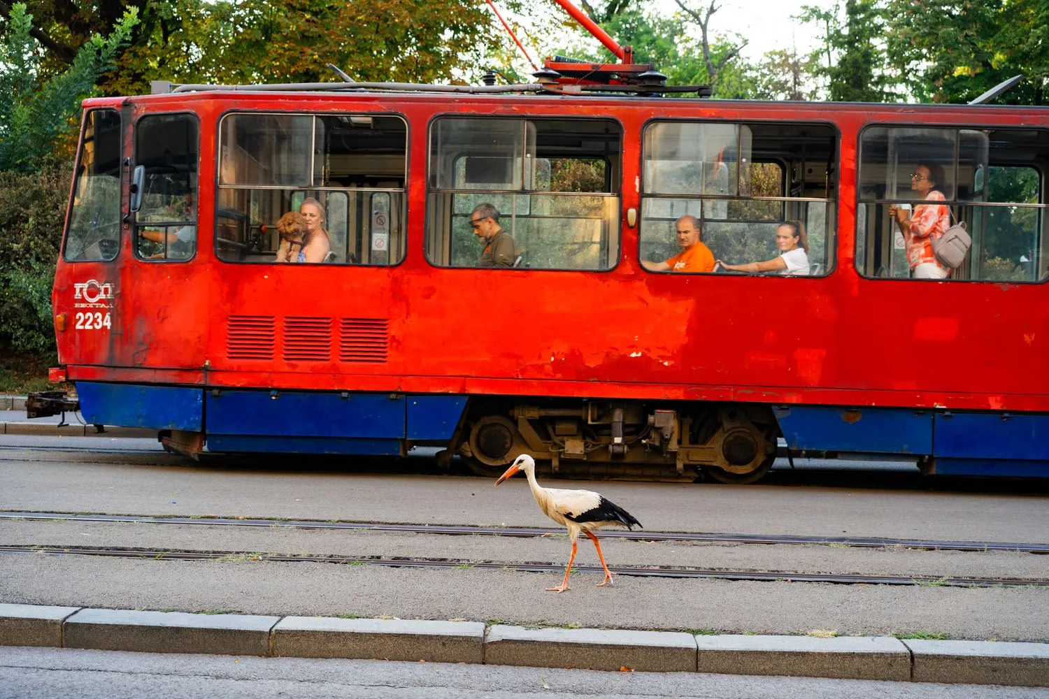 Nemanja Podraščić, Untitled