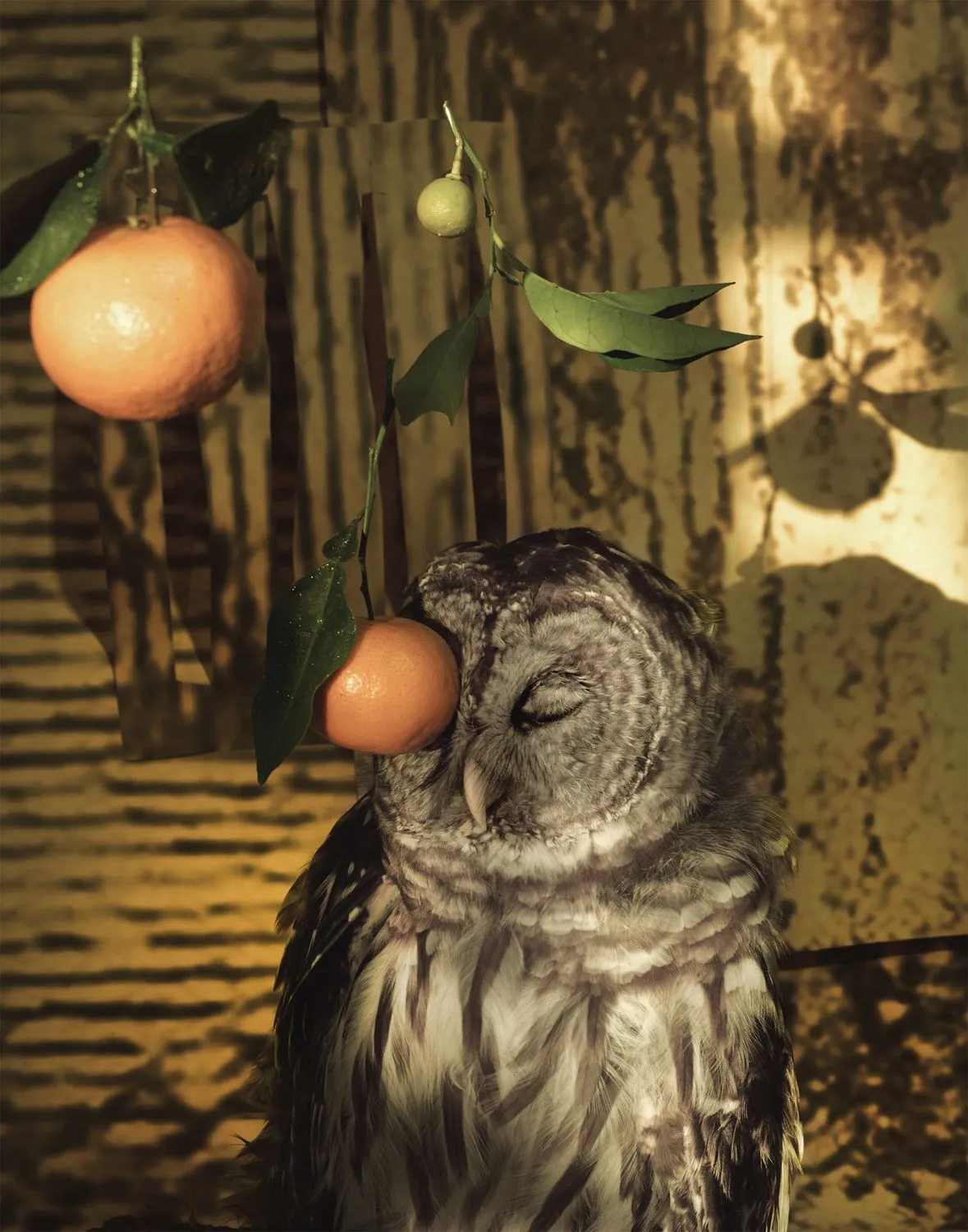 Sheida Soleimani, Blind Owl, 2024