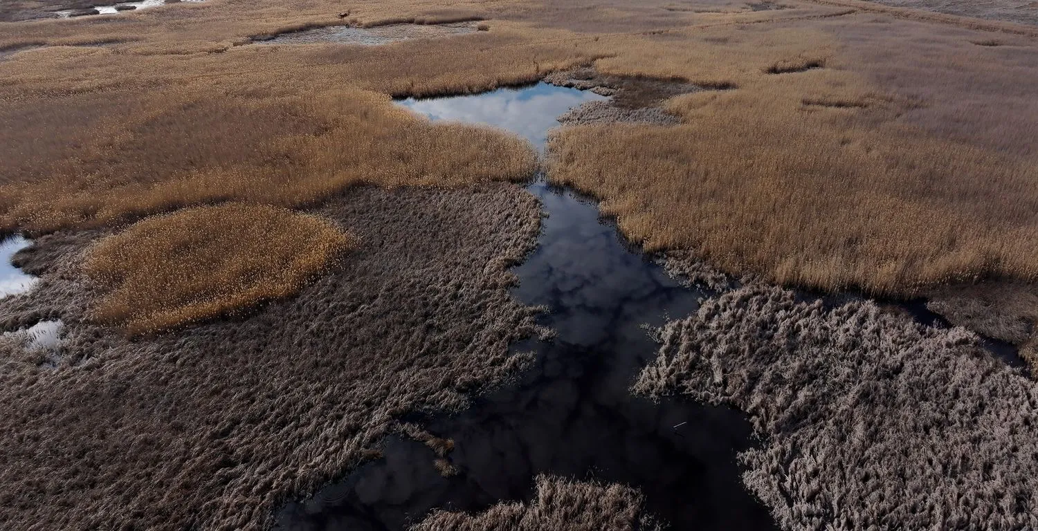 Maria Nalbantova, Swamp Song, 2026. 9 min, 4K video, 5.1 sound