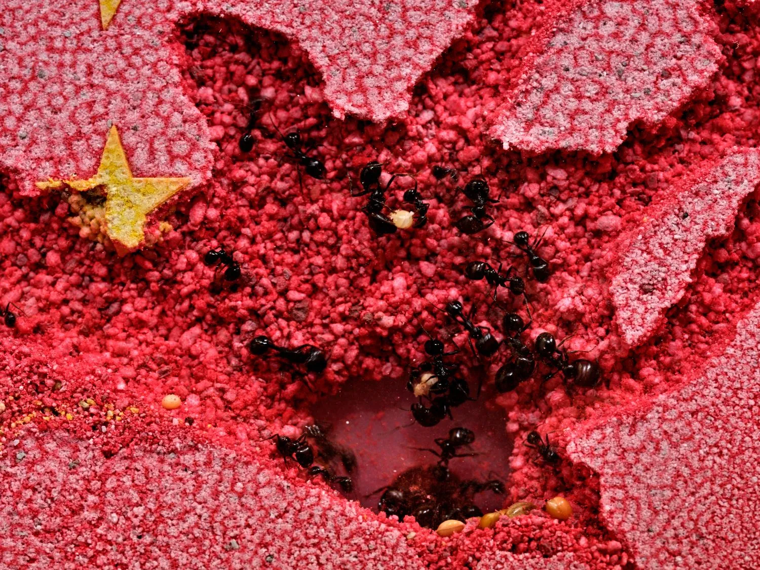Yukinori Yanagi, The World Flag Ant Farm 2025, 2025 (detail)